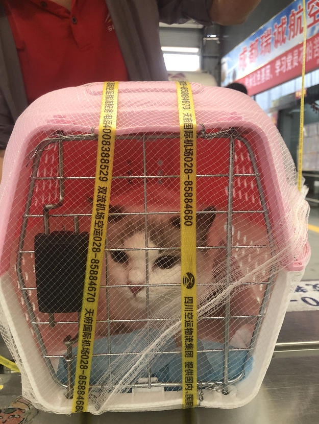活體動物的運輸